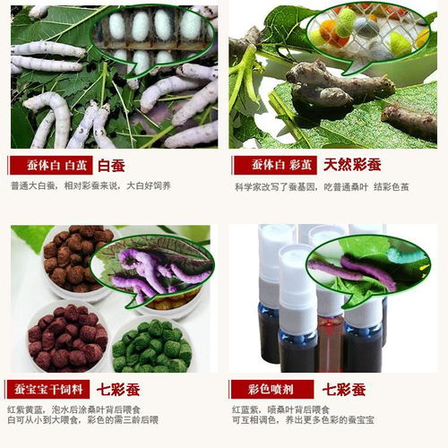 科學(xué)養(yǎng)蠶體驗 蠶寶寶套裝的科普探索