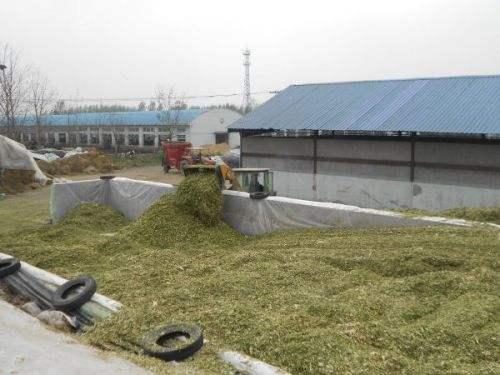 青貯飼料制作的黃金期 掌握關鍵技術，成就優質飼料